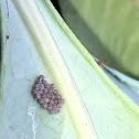 Stinkbug Eggs