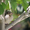 Lark Sparrow