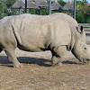 White Rhinoceros