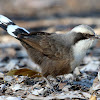 Grey-crowned Babbler