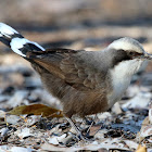 Grey-crowned Babbler