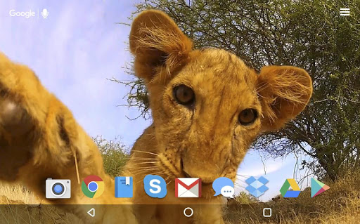 Little Lion Cub Live Wallpaper