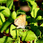 Eastern Pygmy Blue Butterfly