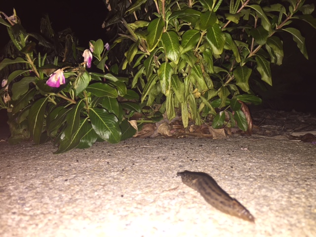 Leopard Slug