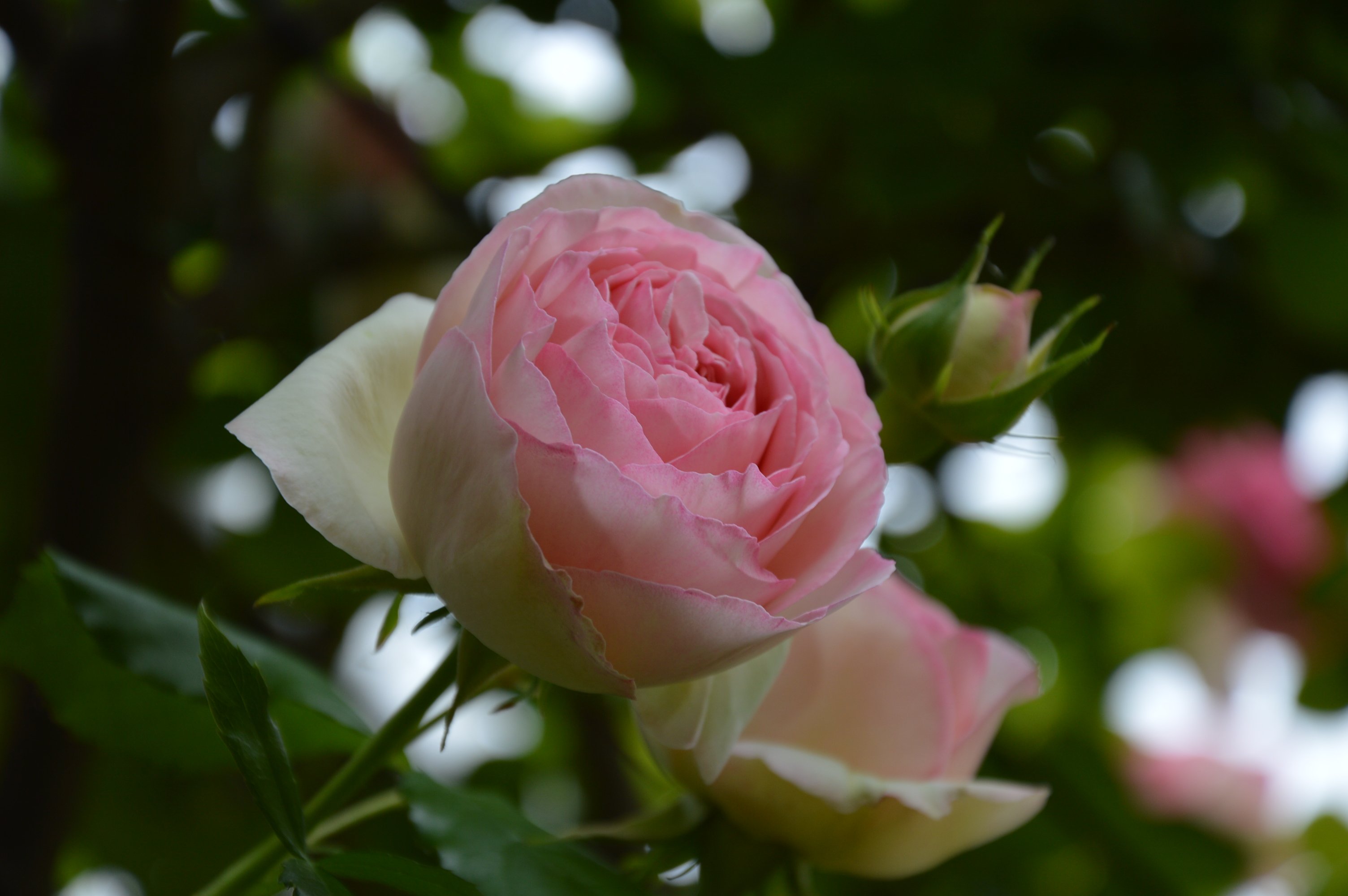 La rosa rosa. di Giscanavino