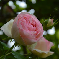 La rosa rosa. di 