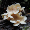 Oyster Mushroom