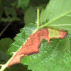 Unicorn Caterpillar Moth