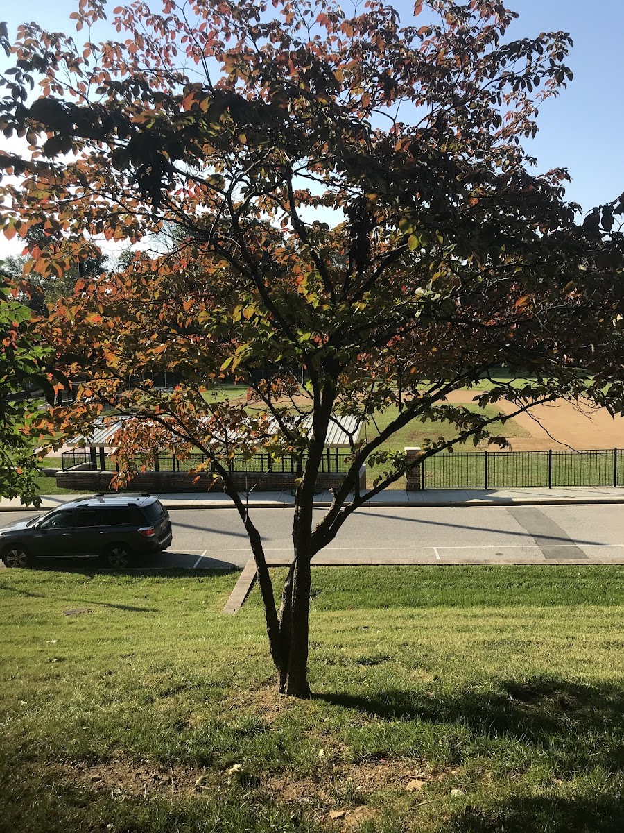 Flowering Dogwood