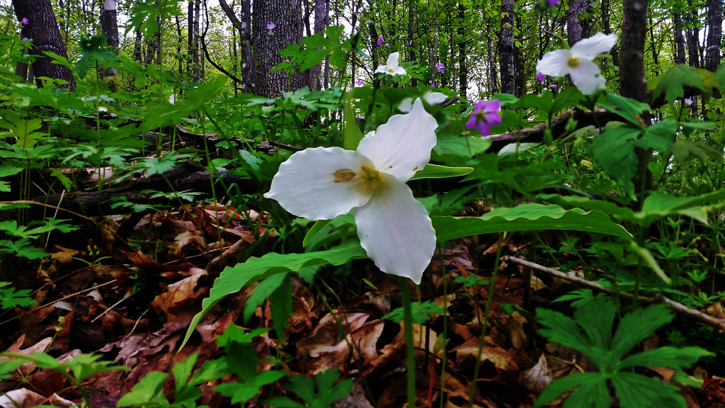 Large White Trillium