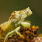 Ambush Bug