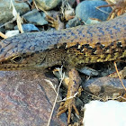 Northern alligator lizard