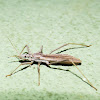 Assassin bug