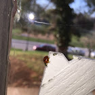 Multicolored Asian Lady Beetle