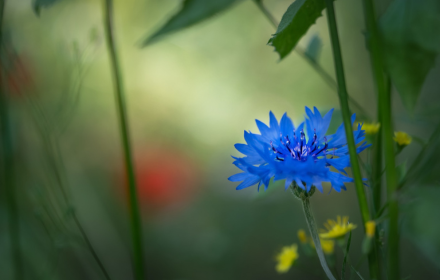 Cornflower flower blue flower small promo image