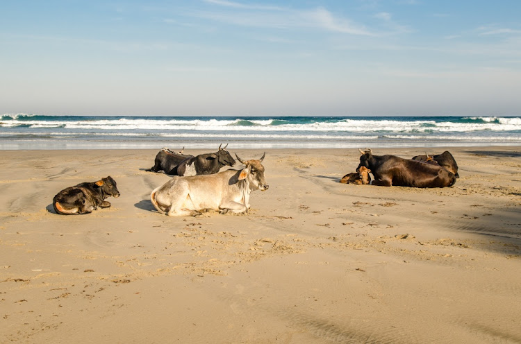 A crowded beach in Port St Johns.