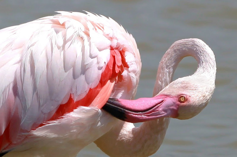 Pink Flamingo di Giovanna_Tamponi