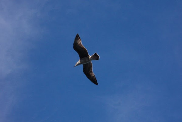 Volare alto di filbruno