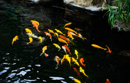 Koi fish pond small promo image