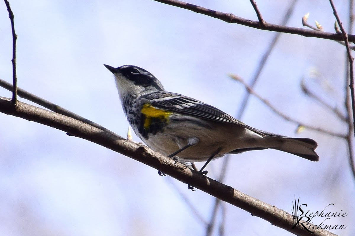 Yellow-rumped Warbler