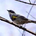 Yellow-rumped Warbler