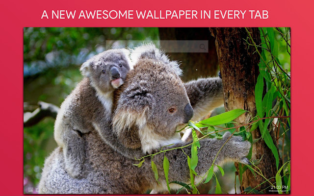 Koala Wallpaper HD Custom New Tab