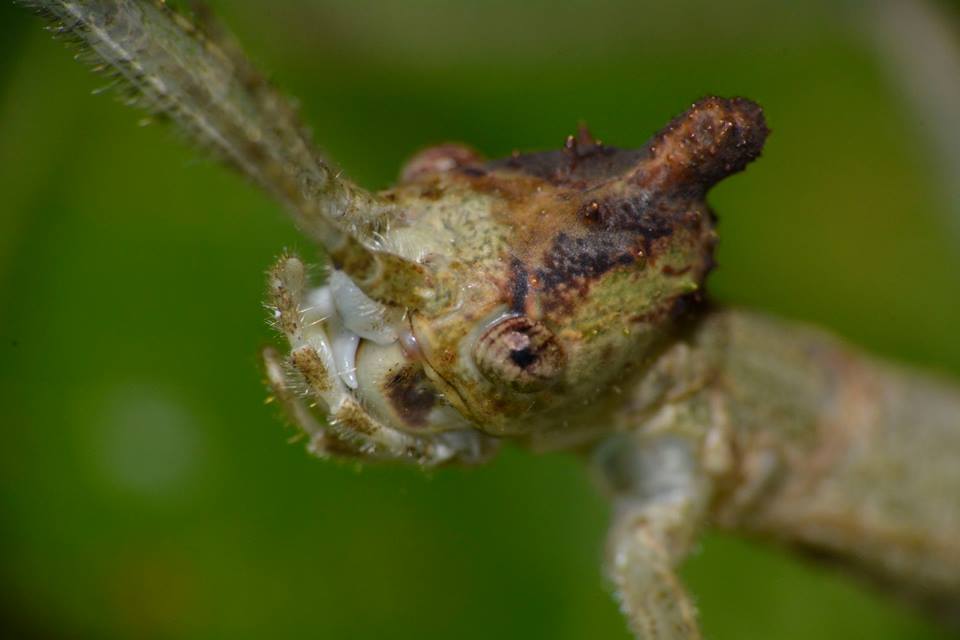 Stick Insect, Phasmid - Female