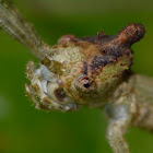 Stick Insect, Phasmid - Female