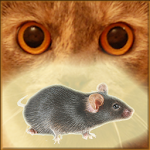 Cover Image of 下载 Mouse on the Screen for a Cat 10.0 APK