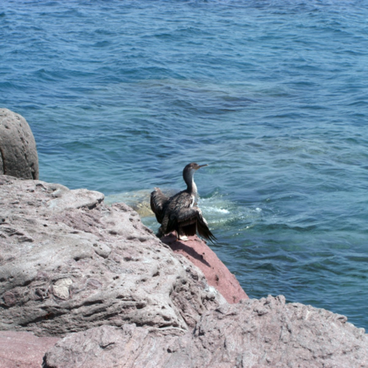 Great Cormorant