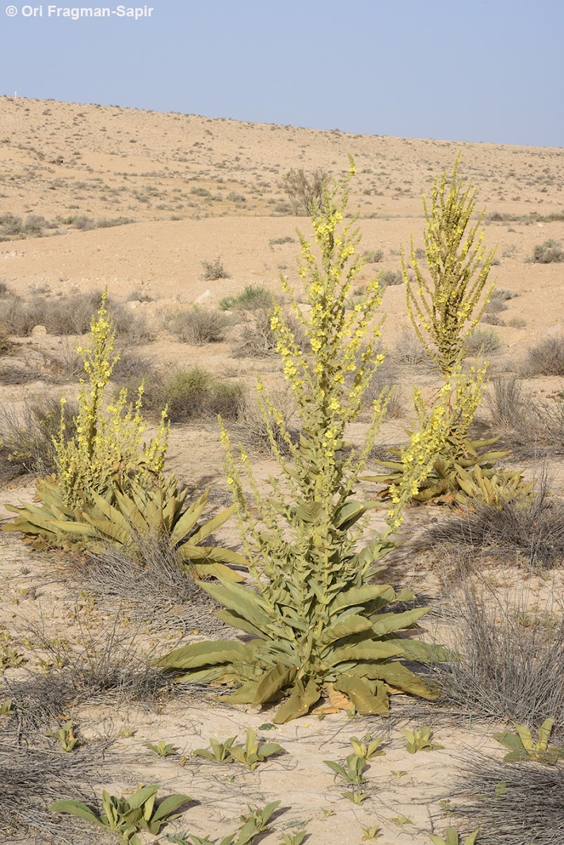 Sinai Mullein