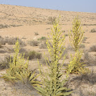 Sinai Mullein