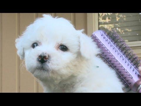 how do you brush a bichon frise