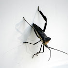 Giant Leaf-footed Bug