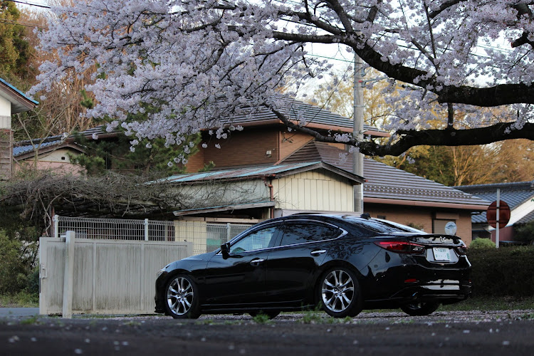 アテンザの桜とコラボ・サンルーフ・車高調・サクラと愛車に関するカスタム事例の投稿画像4枚目