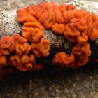 Crust Fungus