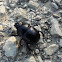 Woodland Dor Beetle