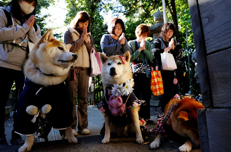 Pet owners pray with their pet dogs as they arrive for a Shichi-Go-San blessing, traditionally performed for young children to ask for health and happiness, at Zama Shrine in Zama, Kanagawa Prefecture, near Tokyo on November 14 2023. Picture: REUTERS/Kim Kyung-Hoon