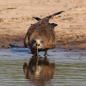 Yellow Billed Kite