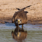 Yellow Billed Kite