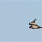 Eurasian Kestrel