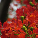 Royal Poinciana