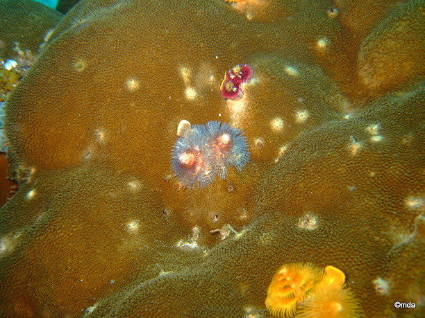 Spirobranchus giganteus (Red and white christmas tree worm)