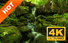 Jungle Forest HD Wallpapers Landscape New Tab small promo image