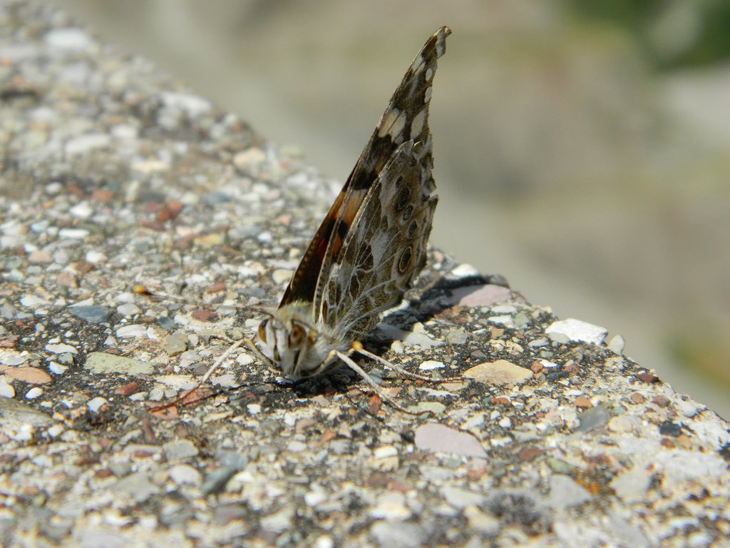 Painted lady