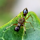 Ant mimicking jumping spider