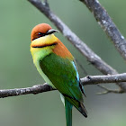 Chestnut-headed Bee-Eater