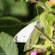 Small White