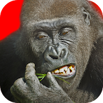 Cover Image of Herunterladen Fliegender Gorilla 2.124 APK