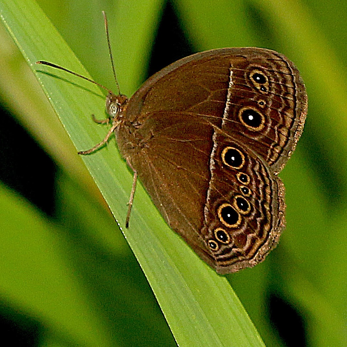 Common Bushbrown